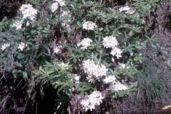 Roto_31_005