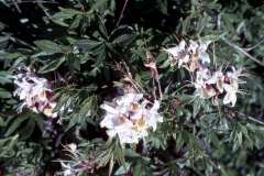 Roto_31_006