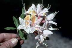 Roto_31_008